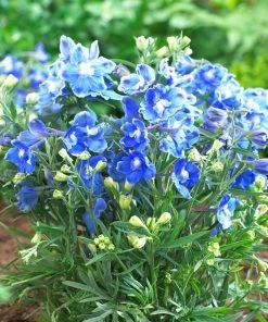 Roots Plants Delphinium 'Blue Bird' | 10.5cm Pot