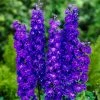Roots Plants Delphinium 'Faust' | 1L Pot Perennials