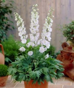 Roots Plants Delphinium 'Galahad' | 10.5cm Pot
