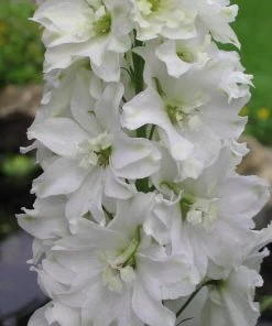 Roots Plants Delphinium 'Galahad' | 10.5cm Pot