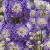 Roots Plants Delphinium 'Highlander Bolero' | 1L Pot
