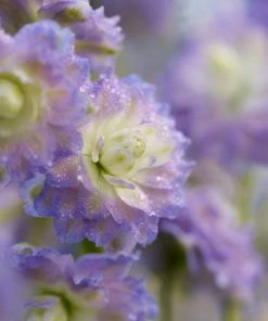 Roots Plants Delphinium 'Highlander Bolero' | 1L Pot