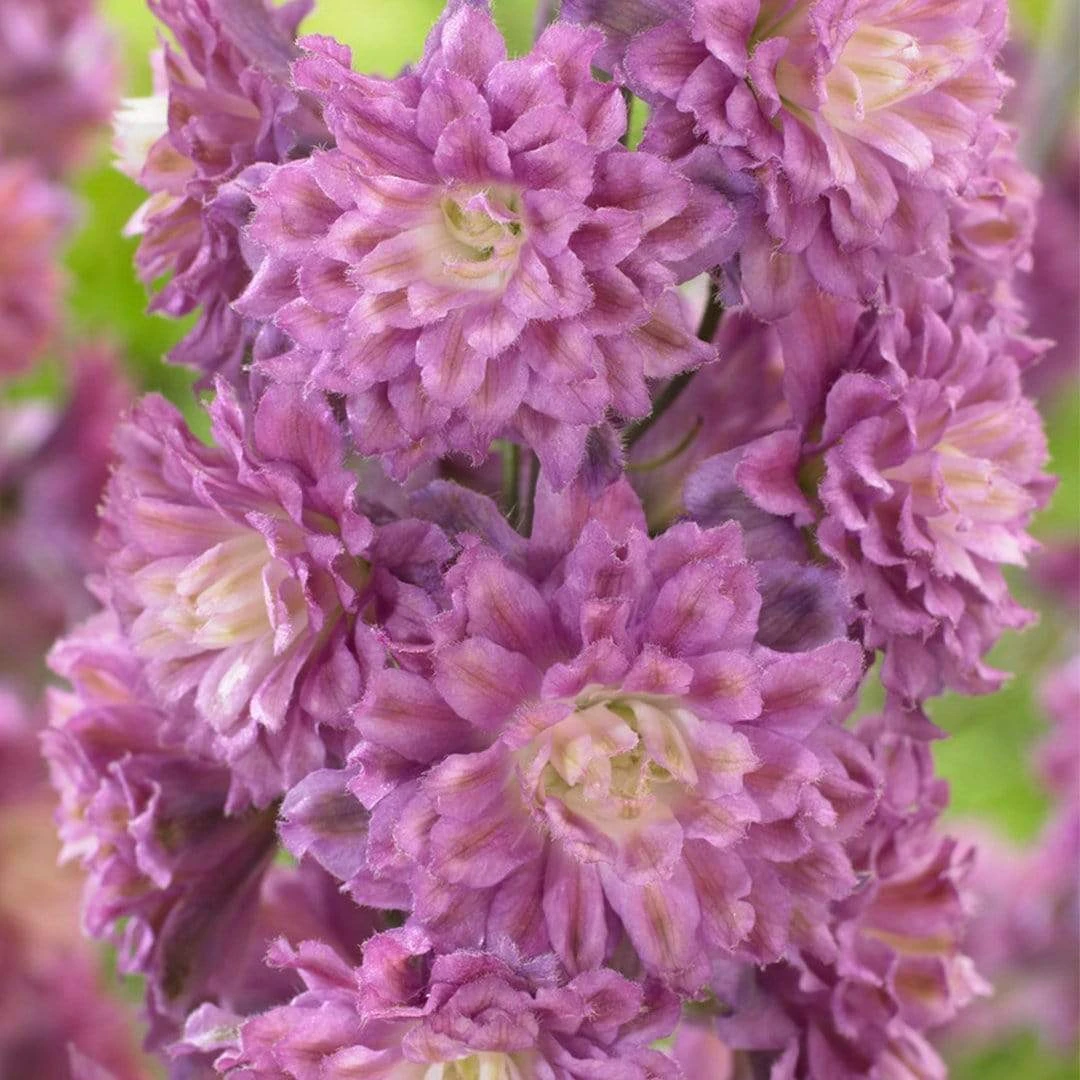 Roots Plants Delphinium 'Highlander Flamenco' | 1L Pot Perennials 3 Roots Plants Delphinium 'Highlander Flamenco' | 1L Pot Perennials