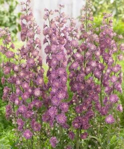 Roots Plants Delphinium 'Highlander Flamenco' | 1L Pot Perennials 6 Roots Plants Delphinium 'Highlander Flamenco' | 1L Pot Perennials