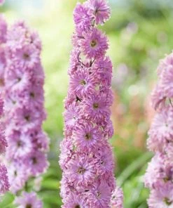 Roots Plants Delphinium 'Highlander Flamenco' | 1L Pot Perennials 7 Roots Plants Delphinium 'Highlander Flamenco' | 1L Pot Perennials