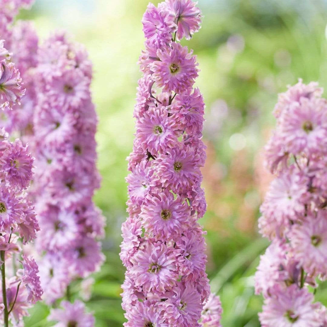 Roots Plants Delphinium 'Highlander Flamenco' | 1L Pot Perennials 5 Roots Plants Delphinium 'Highlander Flamenco' | 1L Pot Perennials