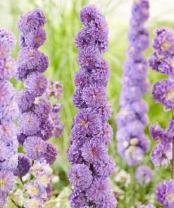 Roots Plants Delphinium Highlander Collection | 4 X 1L Pots