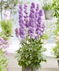 Roots Plants Delphinium 'Highlander Purple Surprise' | 1L Pot