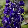 Roots Plants Delphinium 'King Arthur' | 10.5cm Pot