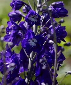Roots Plants Delphinium'King Arthur' | 10.5cm Pot