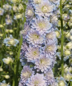 Roots Plants Delphinium 'Moonlight' | 1L Pot