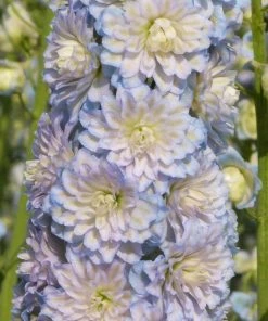 Roots Plants Delphinium 'Moonlight' | 1L Pot