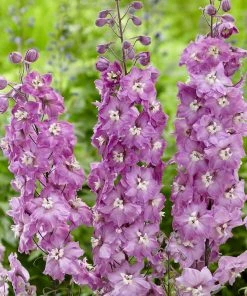 Roots Plants Delphinium 'Strawberry Fair' | 1L Pot Perennials