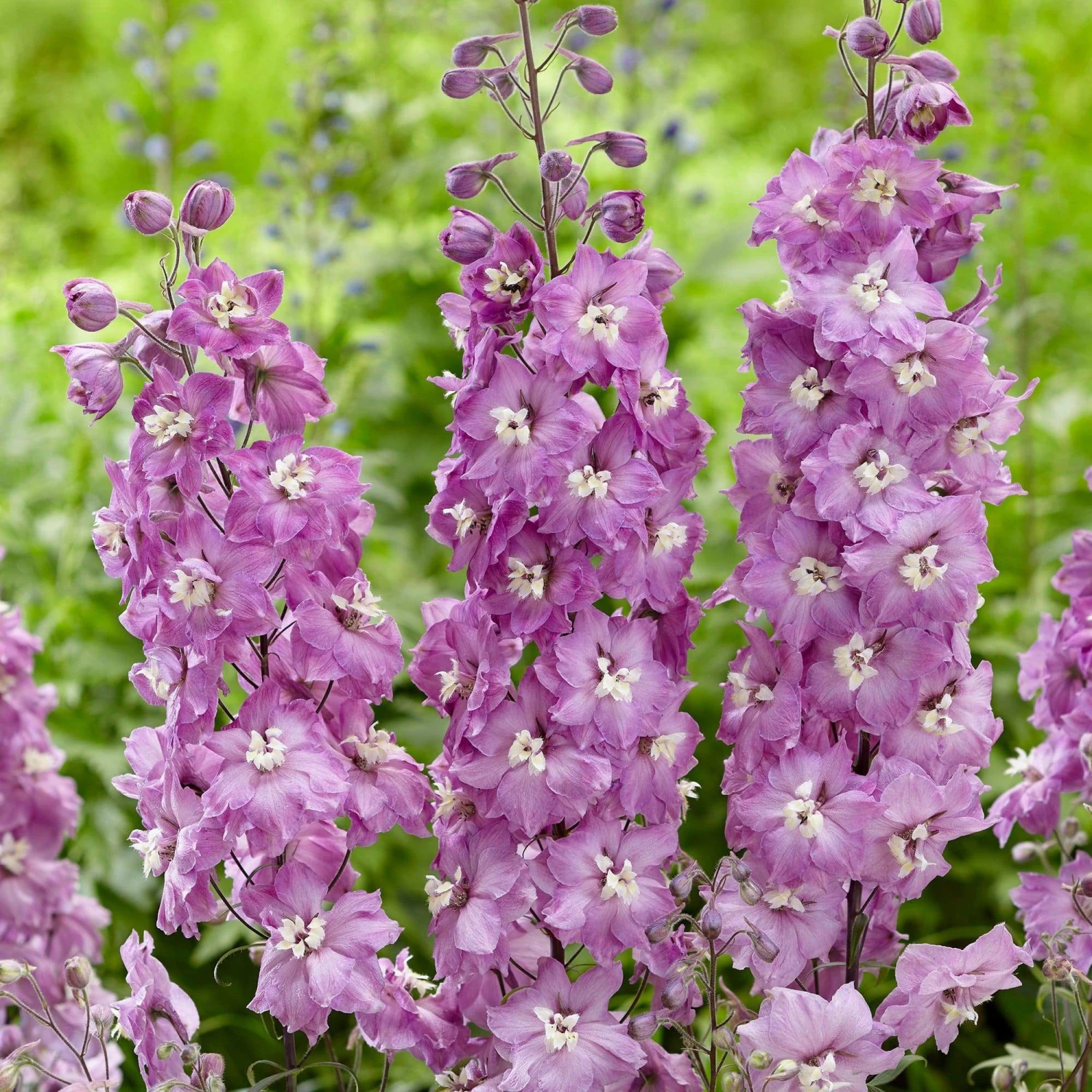 Roots Plants Delphinium 'Strawberry Fair' | 1L Pot Perennials 3 Roots Plants Delphinium 'Strawberry Fair' | 1L Pot Perennials