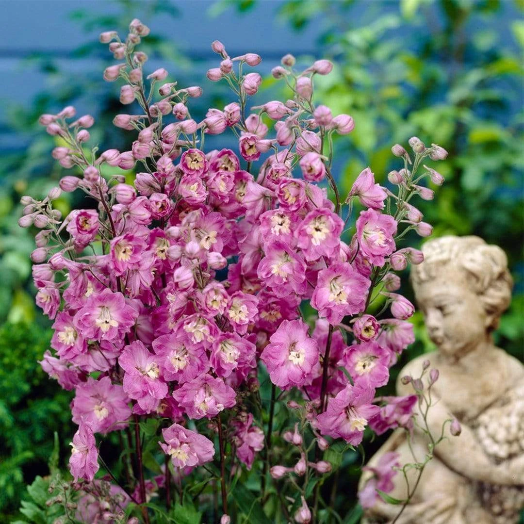 Roots Plants Delphinium 'Strawberry Fair' | 1L Pot Perennials 4 Roots Plants Delphinium 'Strawberry Fair' | 1L Pot Perennials