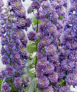 Roots Plants Perennials Delphinium 'Sweet Sensation' | 1L Pot
