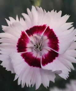 Roots Plants Dianthus 'Cocktail Cherry Daiquiri' | 2L Pot