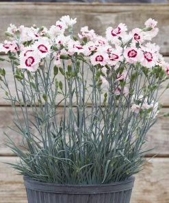 Roots Plants Dianthus 'Cocktail Cherry Daiquiri' | 2L Pot