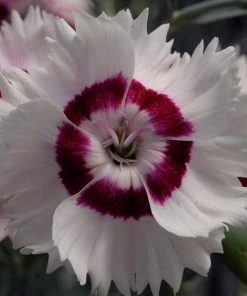 Roots Plants Dianthus 'Cocktail Cherry Daiquiri' | 2L Pot