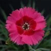 Roots Plants Dianthus 'Cocktail Cosmopolitan' | 2L Pot