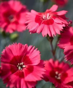 Roots Plants Dianthus 'Cocktail Cosmopolitan' | 2L Pot