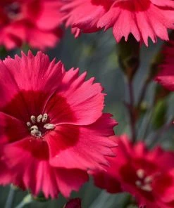 Roots Plants Dianthus 'Cocktail Cosmopolitan' | 2L Pot