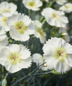 Roots Plants Perennials Dianthus 'Cocktail Mojito'