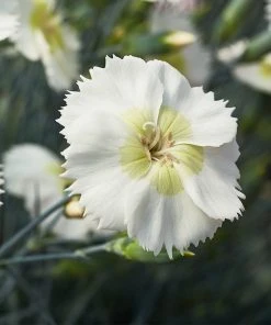 Roots Plants Perennials Dianthus 'Cocktail Mojito'