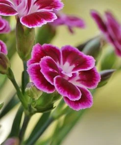 Roots Plants Dianthus 'Pink Kisses' Perennials