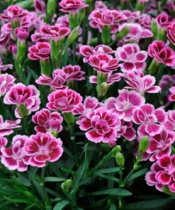 Roots Plants Sales Shop 17 Roots Plants Dianthus 'Pink Kisses' Perennials