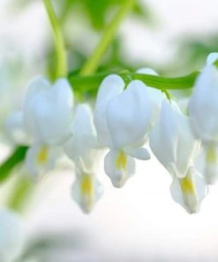 Roots Plants Bleeding Heart Plant 'Spectabilis Alba' | Dicentra | 3L Pot Perennials