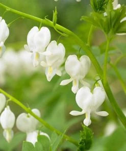 Roots Plants Bleeding Heart Plant 'Spectabilis Alba' | Dicentra | 3L Pot Perennials