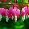 Roots Plants Bleeding Heart Plant 'Spectabilis Valentine' | Dicentra | 3L Pot Perennials