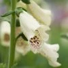 Roots Plants Perennials Foxglove 'Dalmatian Cream' | Digitalis