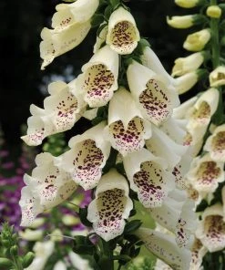 Roots Plants Perennials Foxglove 'Dalmatian Cream' | Digitalis
