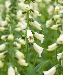 Roots Plants Perennials Foxglove 'Dalmatian Cream' | Digitalis