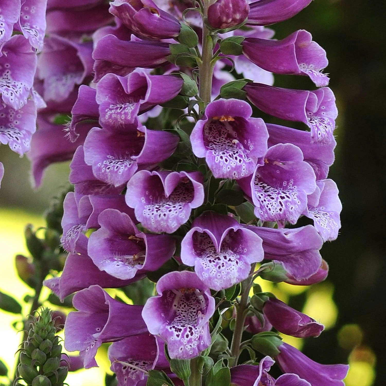Roots Plants Perennials 50cm Foxglove Dalmatian 'Purple' | Digitalis | 5L Pot 3 Roots Plants Perennials 50cm Foxglove Dalmatian 'Purple' | Digitalis | 5L Pot