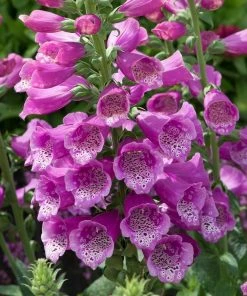Roots Plants Perennials 50cm Foxglove Dalmatian 'Purple' | Digitalis | 5L Pot 8 Roots Plants Perennials 50cm Foxglove Dalmatian 'Purple' | Digitalis | 5L Pot