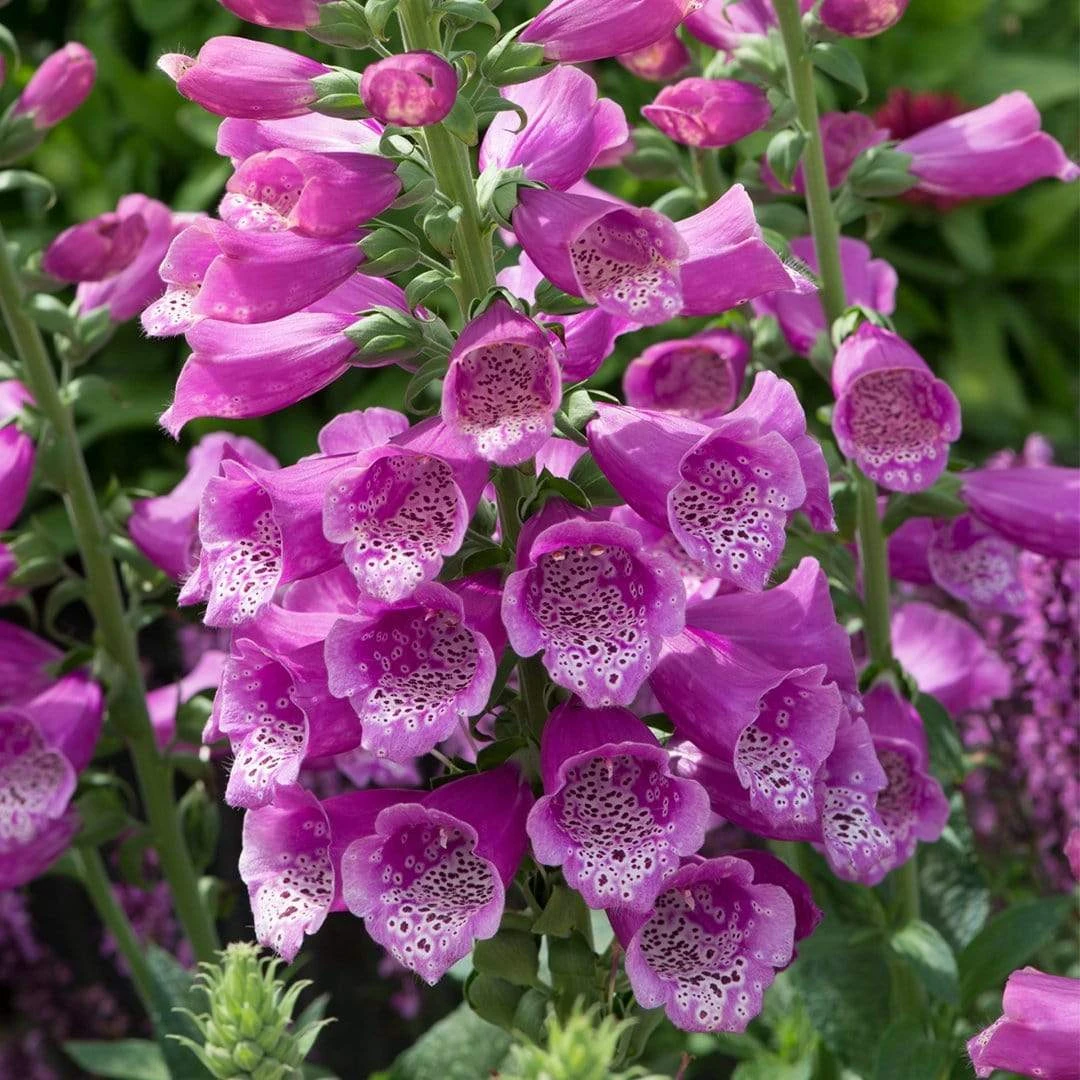 Roots Plants Perennials 50cm Foxglove Dalmatian 'Purple' | Digitalis | 5L Pot 5 Roots Plants Perennials 50cm Foxglove Dalmatian 'Purple' | Digitalis | 5L Pot