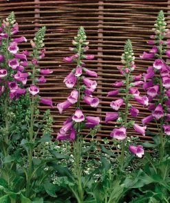 Roots Plants Perennials Foxglove 'Dalmatian Purple' | Digitalis 9 Roots Plants Perennials Foxglove 'Dalmatian Purple' | Digitalis