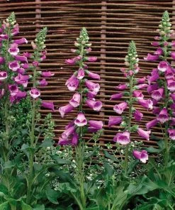 Roots Plants Perennials 50cm Foxglove Dalmatian 'Purple' | Digitalis | 5L Pot 9 Roots Plants Perennials 50cm Foxglove Dalmatian 'Purple' | Digitalis | 5L Pot