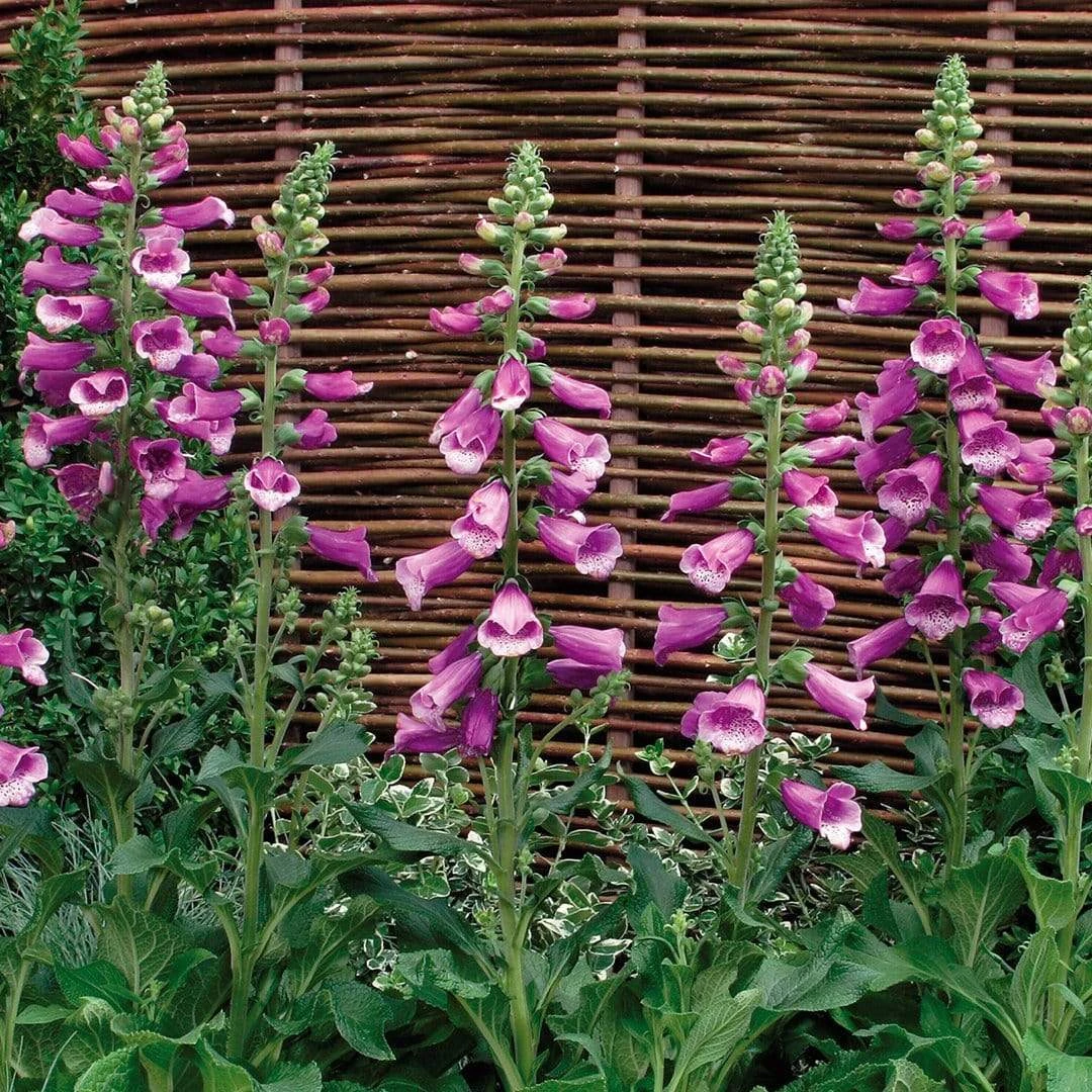 Roots Plants Perennials 50cm Foxglove Dalmatian 'Purple' | Digitalis | 5L Pot 6 Roots Plants Perennials 50cm Foxglove Dalmatian 'Purple' | Digitalis | 5L Pot