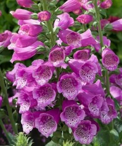 Roots Plants Perennials Foxglove 'Dalmatian Rose' | Digitalis