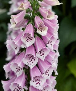 Roots Plants Perennials Foxglove 'Dalmatian Rose' | Digitalis