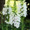 Roots Plants Foxglove 'Dalmatian White' | Digitalis Perennials 2 Roots Plants Foxglove 'Dalmatian White' | Digitalis Perennials