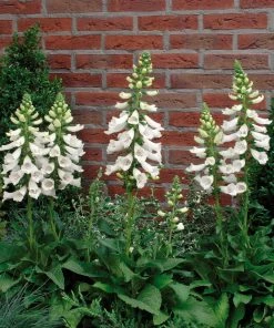 Roots Plants Foxglove 'Dalmatian White' | Digitalis Perennials