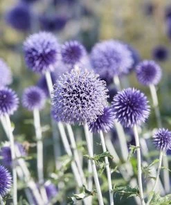 Roots Plants Perennials Echinops 'Blue Globe' | 10.5cm Pot