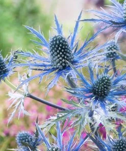 Roots Plants Eryngium 'Blue Hobbit'