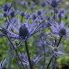 Roots Plants Perennials Eryngium 'Lapis Blue' | 1L Pot
