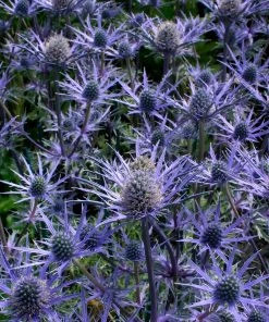 Roots Plants Perennials Eryngium 'Lapis Blue' | 1L Pot